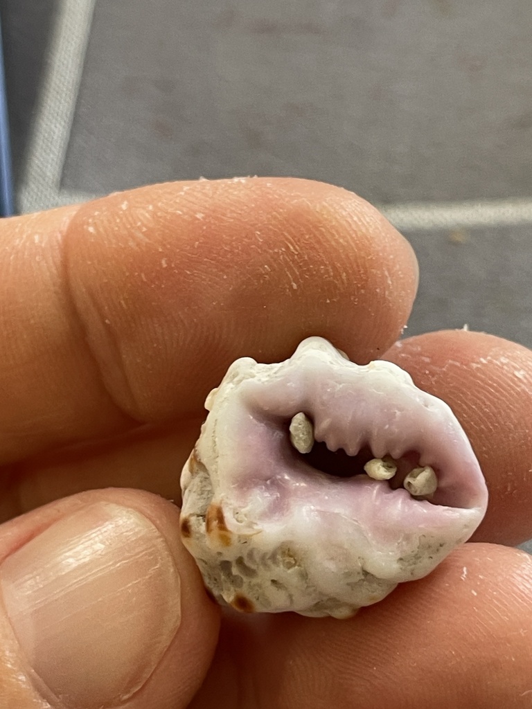 Mulberry drupe