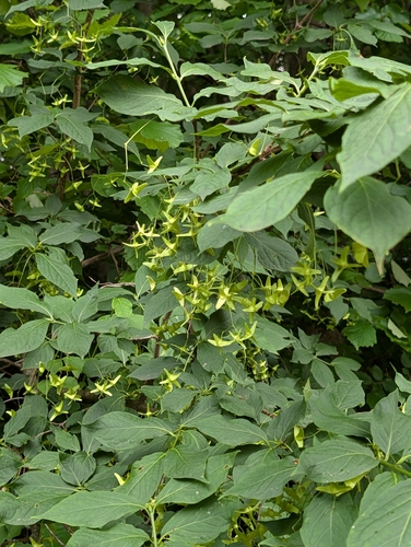 Euonymus macropterus, photograph 4