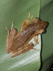 Polypedates leucomystax