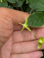 author not stated, no rights reserved Euonymus macropterus, photograph author not stated, no rights reserved