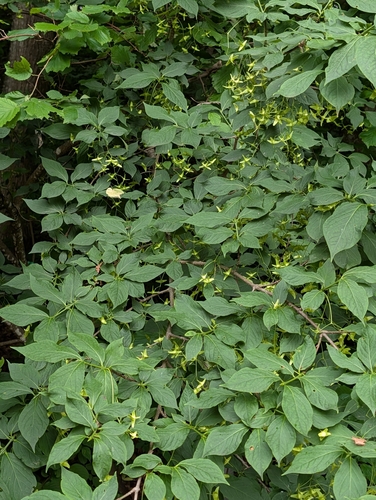 Euonymus macropterus, photograph 6