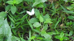 Leptosia