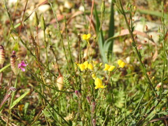 Linaria spartea