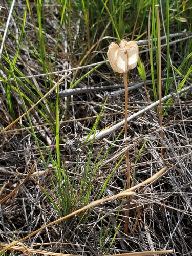 Fritillaria pudica, photograph 3