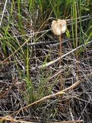 Fritillaria pudica, photograph (c) J Straka, some rights reserved (CC BY)