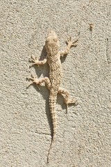 Mediodactylus russowii