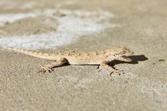 Mediodactylus russowii