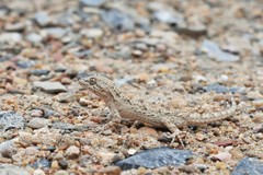 Mediodactylus russowii