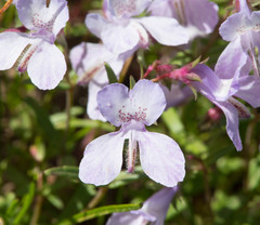 Collinsia sparsiflora var. arvensis