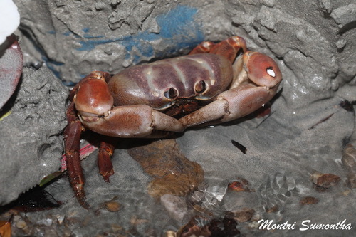 Gecarcoidea humei observed 2026-06-13