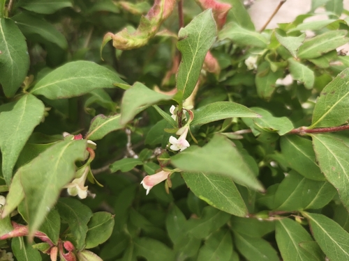 Zabelia biflora
