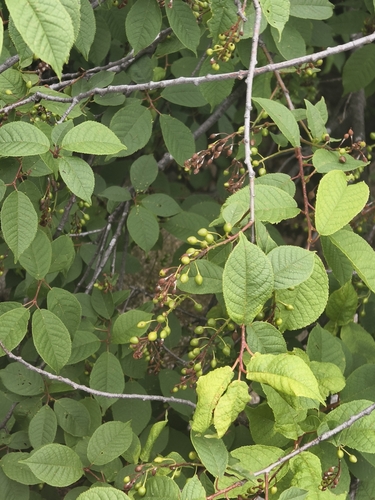 bird cherry