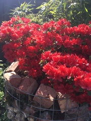 Rhododendron simsii
