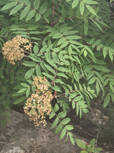Sorbus aucuparia pohuashanensis