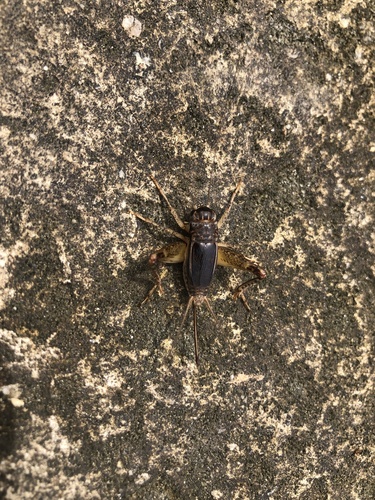 Japanese Burrowing Cricket
