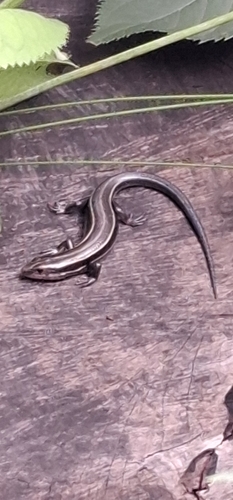 Japanese five-lined skink