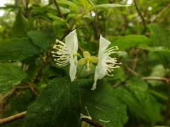 Philadelphus tenuifolius