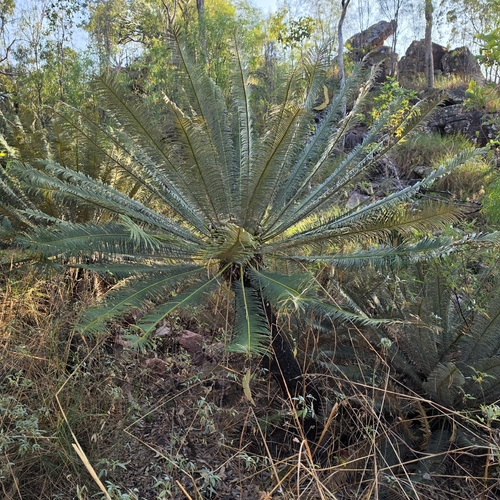 Cycas calcicola, photograph 5
