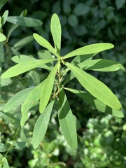 Euphorbia kraussiana