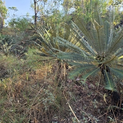 Cycas calcicola, photograph (c) Martin Rady, some rights reserved (CC BY)