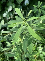Euphorbia kraussiana