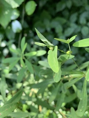 Euphorbia kraussiana