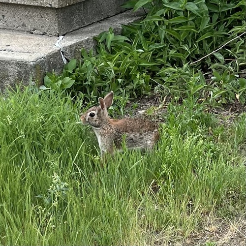 Eastern Cottontail