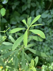 Euphorbia kraussiana