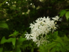 Thalictrum aquilegiifolium sibiricum