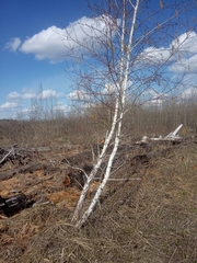 Betula pendula