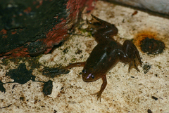 Xenopus