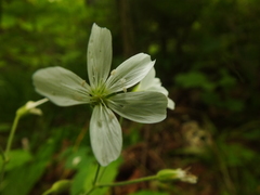Cerastium pauciflorum