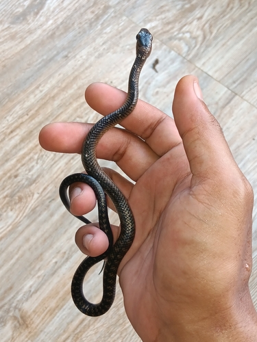 Smooth-scaled Mountain Rat Snake