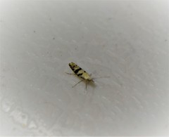 Argyresthia austerella