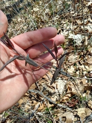 Lonicera dioica