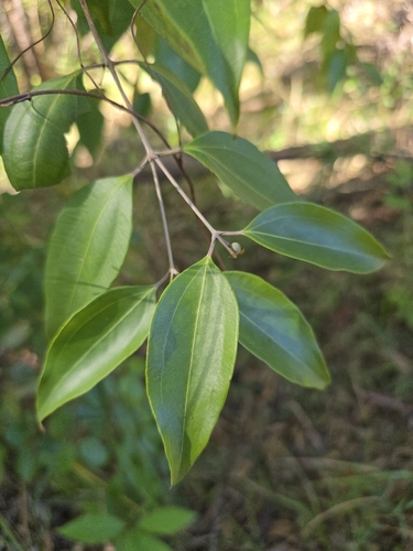 Rhodamnia acuminata, 2026-06-19
