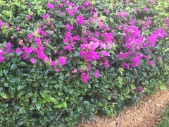 Bougainvillea