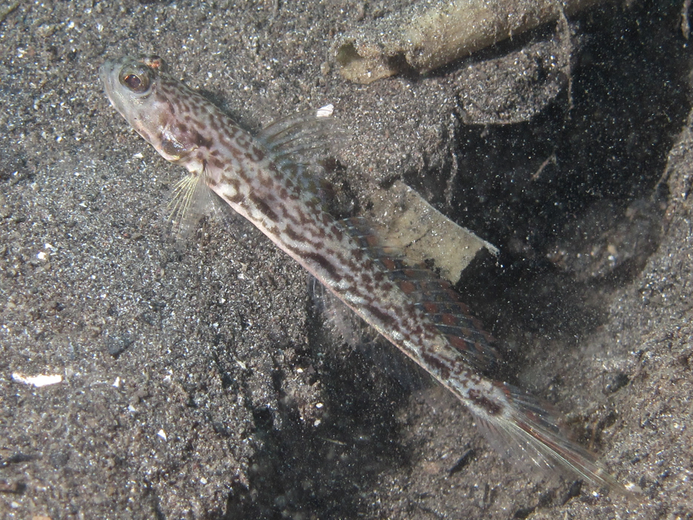 Longspot Shrimpgoby
