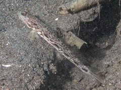 Longspot Shrimpgoby photo 1