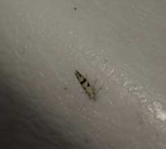 Argyresthia austerella