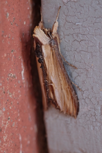 Mullein Moth