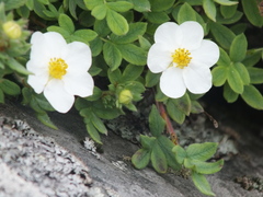 Dasiphora mandshurica