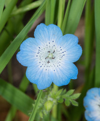 Nemophila menziesii menziesii
