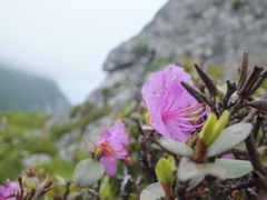 Rhododendron sichotense