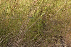 Capillipedium spicigerum