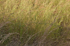 Capillipedium spicigerum