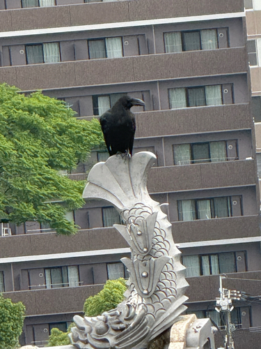 Large-billed Crow