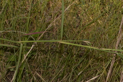 Capillipedium spicigerum