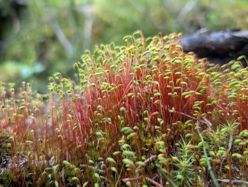 Pohlia nutans observed 2026-06-18