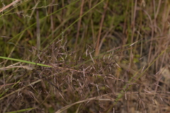 Capillipedium spicigerum